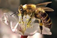 /album/fotogalerie/bild-03-biene-auf-blute-jpg1/